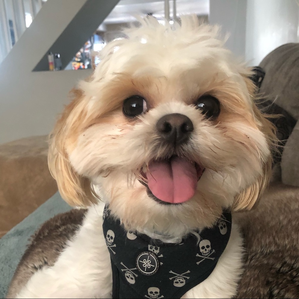 Meet your Posher, Chaya